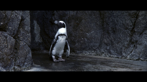 acdfcd807f3f34a691078e08b7d01c21.png