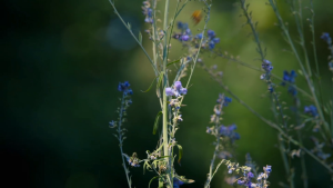 350f8c7679746167551038e025f23a12.png