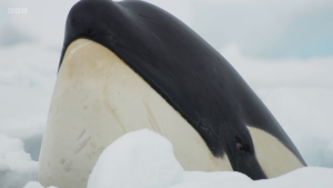 d5130cbd806d9b0c2867f582bc8e981f.png