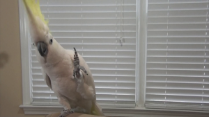 487070bda3ef7ebbaf2ada7f6d1b3f9b.png