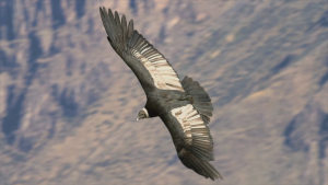 508c0e35f064e8acf04851620d296a95.png