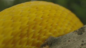 d509f1818eefa221f3bd7b8b8af978fd.png