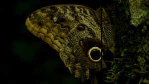 5b39329ed4f987c9a7f34ffaa2d9cb44.png