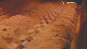aa25c580b1276b1f7c0ea0c366eb7d04.png