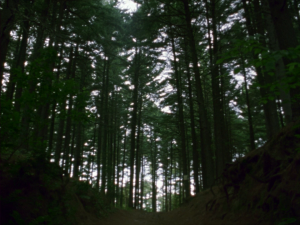 c0584651f0a46524f2a8b338b200ef31.png