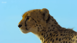 96e9a3bb6c9faf3361f6a2817d78b80a.png