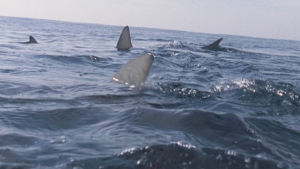 d20338372bc26d1ab3a0d36fb79dbe27.png