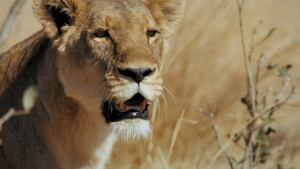 531f5549a61a65c0a73ae3746aa372f6.png