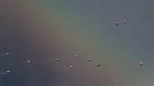 c17213d7d212aef6a7467dd89eb129df.png