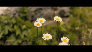 0c29c3df6620140b2368bfed3a8391b5.png