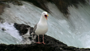 e704cffc05d038e29abc1ca21ab9d1ed.png