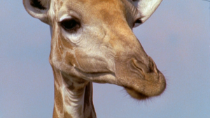19c60789d90f8e53b7a4192dba8e5b31.png