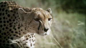 ce628be515289a3d12898c7bfeb46fa0.png