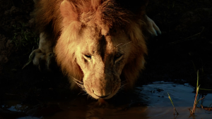 115febcb4aedb284f7eabf6e62ba9a83.png