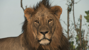 8f97781583c08646a5f46638cfbf8f17.png