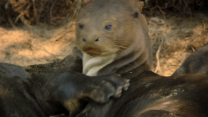 691285129e22baeffe7530cedd975c92.png