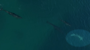 2c0ce1a6eede303b3565b7caa2f50ecd.png