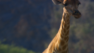 5e0f480f52cd6d090be139e3bbbd826a.png