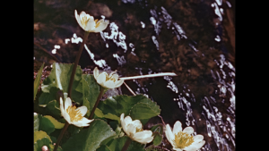 c17c665b0fe0256e6e7f21f6a40be093.png