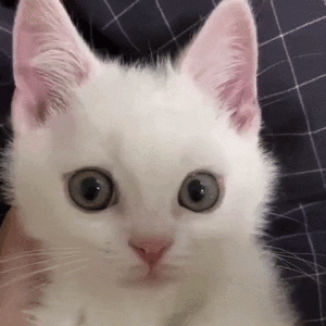 efe4f1e5c67df4f4cfb90e7cf19e0c80.gif
