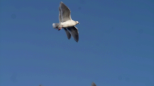 c1f3bb2ecb24636da6a948914d173a56.png