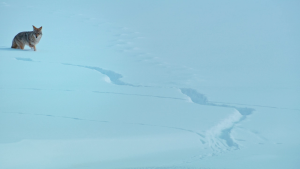 b351aca65d0e46b67e929bce0296d563.png