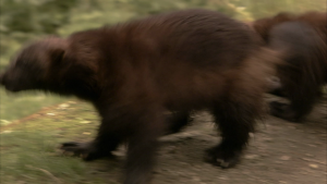 cb13f10d281561efd6f56cd883885acf.png