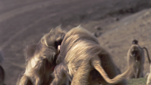cc767f5a4a84c02dac4abc761af9df67.png