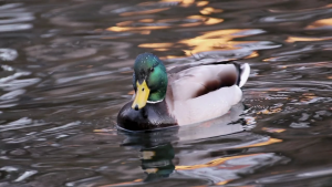 f46db353b607a9e9cb3a914543afe72f.png