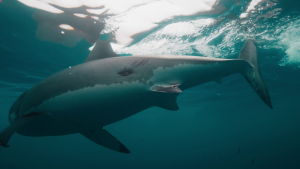 bdf9dca051cb9bf1ccccd50e023e42d1.png