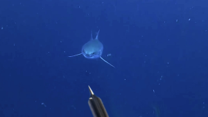 f299d042257f8b71ca9c1f57c1d57bd9.png