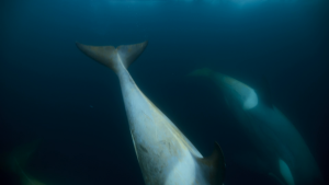 559910e22654c6c9d6cd19dadf36835b.png