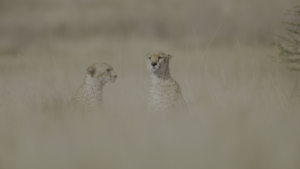 afa6035d00674f11bc934aa8a2edfaee.png