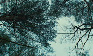 08f166568e0b52fdfb99cbef3722632d.png