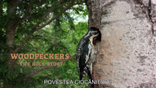 Woodpeckers.The.Hole.Story.2022.2160p.UHDTV.AAC2.0.H.265-playTV.mkv_snapshot_00.59.529.png