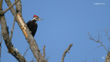 Woodpeckers.The.Hole.Story.2022.2160p.UHDTV.AAC2.0.H.265-playTV.mkv_snapshot_02.12.420.png