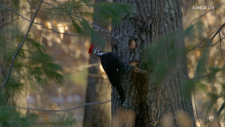 Woodpeckers.The.Hole.Story.2022.2160p.UHDTV.AAC2.0.H.265-playTV.mkv_snapshot_03.58.473.png