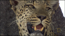 NGHD---Eye-of-the-Leopard-DD5.1-720p-CtrlHD.ts_snapshot_00.02.24.538.png