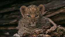 NGHD---Eye-of-the-Leopard-DD5.1-720p-CtrlHD.ts_snapshot_00.07.27.071.png
