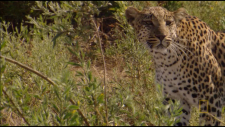 NGHD---Eye-of-the-Leopard-DD5.1-720p-CtrlHD.ts_snapshot_00.13.53.900.png