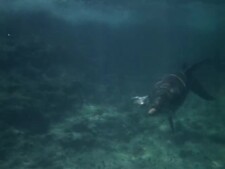 Flipper.S02E03.Dolphin.In.Pursuit.Part.2.WEBRip.h.264-GC-002.jpg