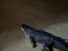 Flipper.S02E03.Dolphin.In.Pursuit.Part.2.WEBRip.h.264-GC-004.jpg