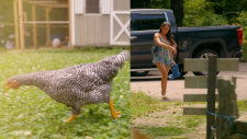 The-Real-Housewives-of-Rhode-Island-04595bba1843f05f4.png