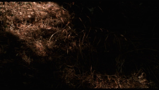 screenshot_3d60fcf0532a7ff19.png