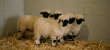Clarkson-s-Farm-4693f734c9091e070.png