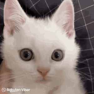 695e6e683117168a3046a770247c3c1b.gif